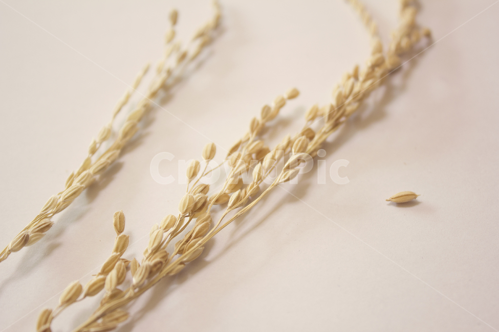 쌀,벼,곡식,곡물,음식,식재료,요리,이삭,곡류,rice,cereal,dry,ear,farming,food,gold,grain,harvest,isolated,korea,meal,nutrition,organic,plant,seed,yellow,cook화이트,흰색,하얀색,흰배경,쌀알,알갱이,볍씨,씨,씨앗,열매,쌀알갱이,식물,자연,식물,자연,plants,nature,음식,식재료,요리,food,cook,meal,dishes,food reserves,곡류,곡식,cereals