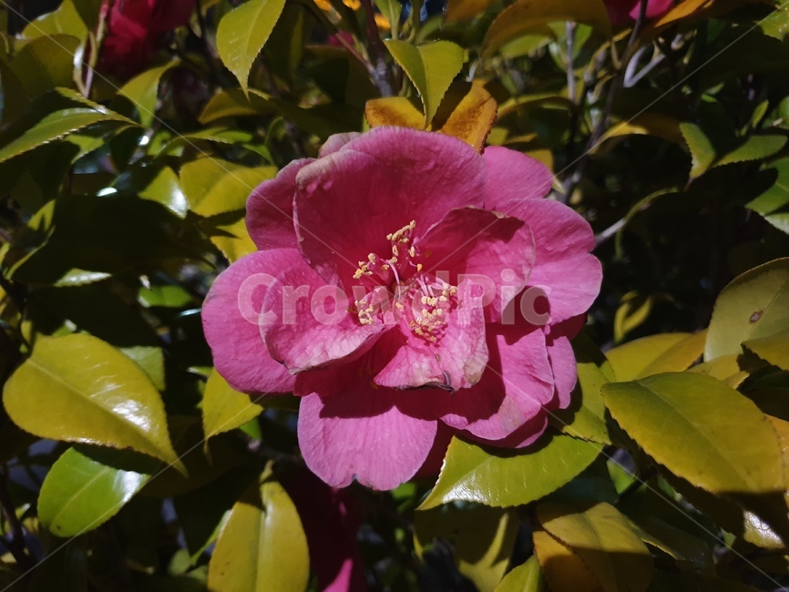 꽃,붉은,꽃잎,자연,식물,식물,자연,plants,nature,꽃,flower
