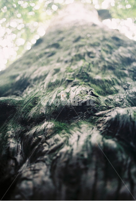 나무,고목,이끼,숲,굳건함,식물,자연,plants,nature,나무,trees,wood,감성,sensible,feeling