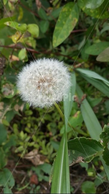 국화,들꽃,꽃가루,농장,봄