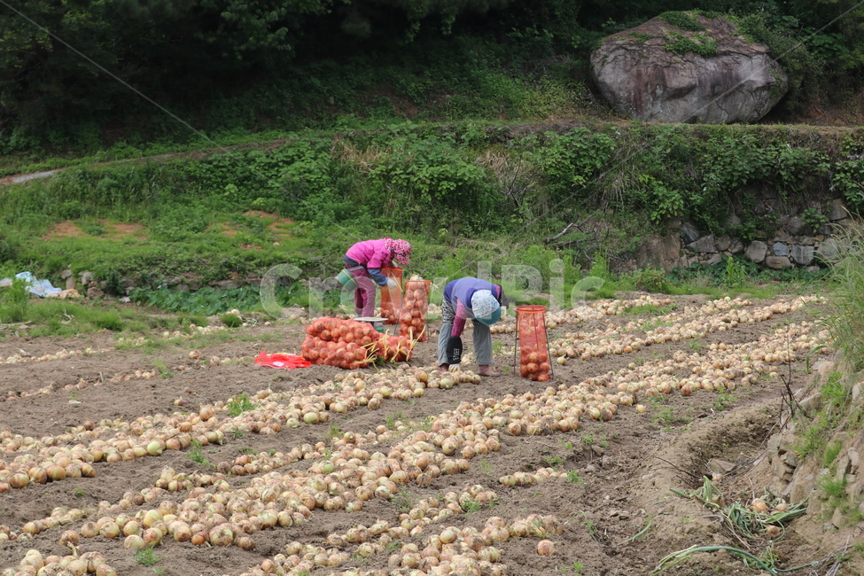 농부,농사,양파,논,밭,수확,노동,산업,industry,industrial,농업,농사,agriculture,farming,farming industry