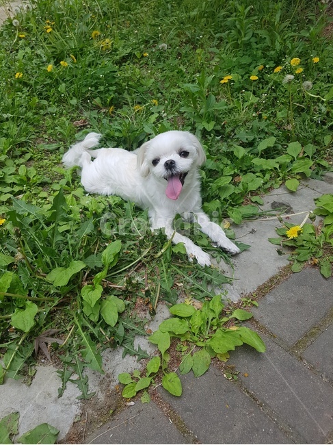 dog,puppy,pet,강아지,동물,animal,귀여운,혀,강아지혀,말티즈,마르티스,풀밭,자연,식물,뛰어노는,활기찬,힐링,동물,animal,포유류,mammal,개,강아지,dog,doggy