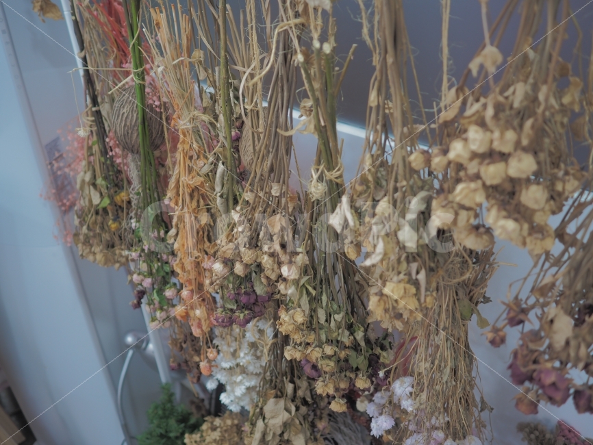 꽃,드라이플라워,감성,스냅,드라이드플라워,식물,자연,plants,nature,꽃,flower,인테리어,실내디자인,interior design