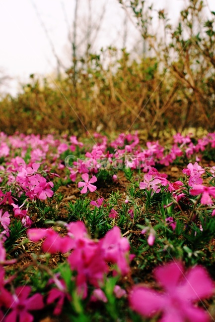 flower,꽃,geranium,plant,식물,blossom,식물,자연,plants,nature,꽃,flower