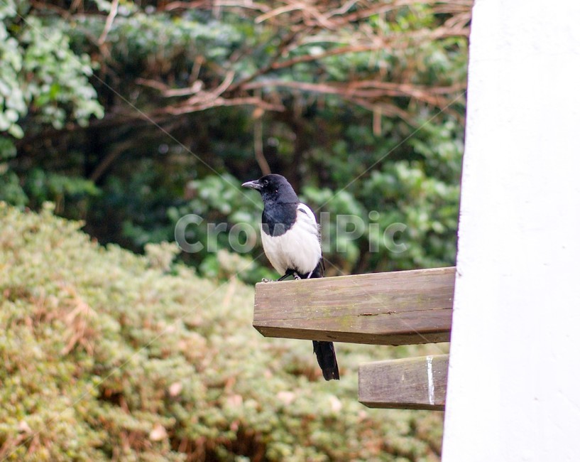 야생동물,조류,새,까치,한국적인,한국의,동물,자연의,자연,자연적인,bird,traditional,wildanimals,편안한,쉼