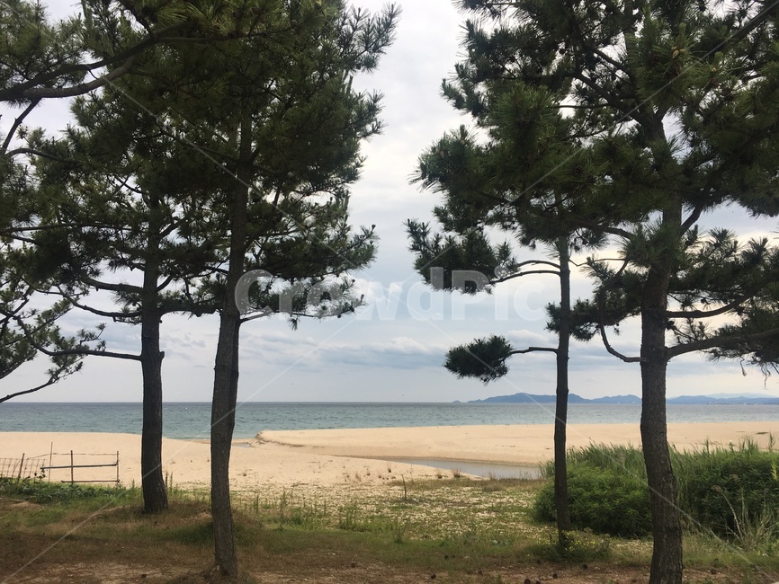 바닷가,바다,sea,해변,비치,plant,식물