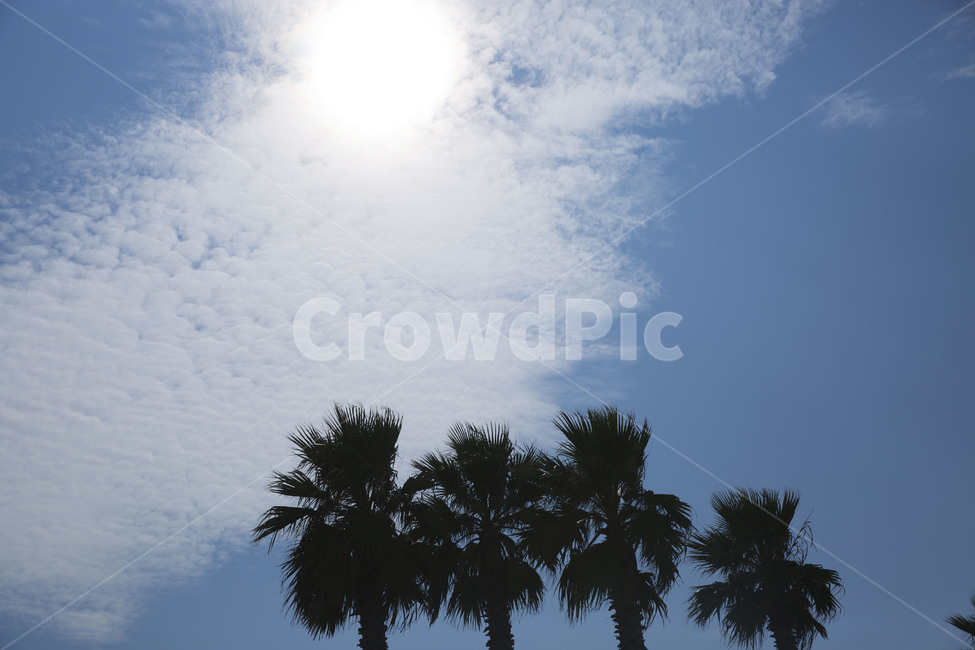 tree,나무,plant,야자수,arecaceae,나무,trees,wood