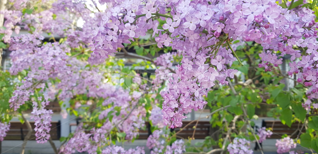 수수꽃다리,꽃,연보라색,꽃나무,라일락,봄,공원,lilac,mauve,spring,flowers,blooming,background,leaves,green,trees,plants,park