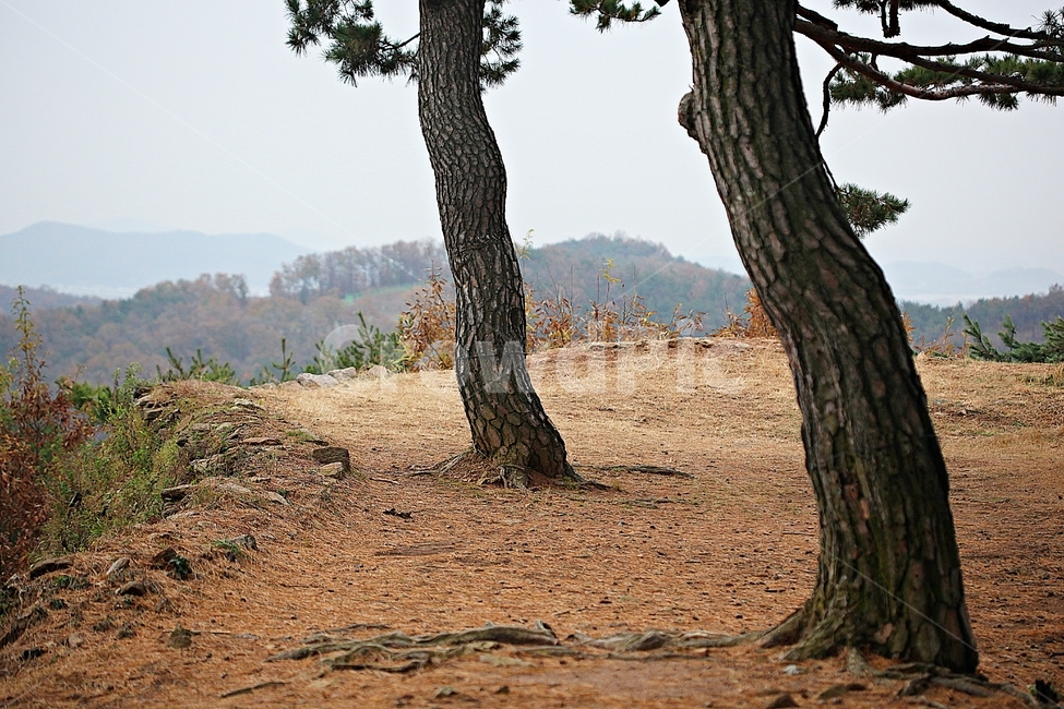 전등사,성,성곽,산성,둘레길,길,숲,숲길,담,돌담,가을,자연,풍경,벽,방어벽,낙엽,단풍,식물,자연,plants,nature,나무,trees,wood