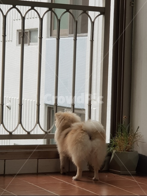 강아지,애완동물,기다림,이별,포메라니안,슬픔,동물,animal,포유류,mammal,개,강아지,dog,doggy