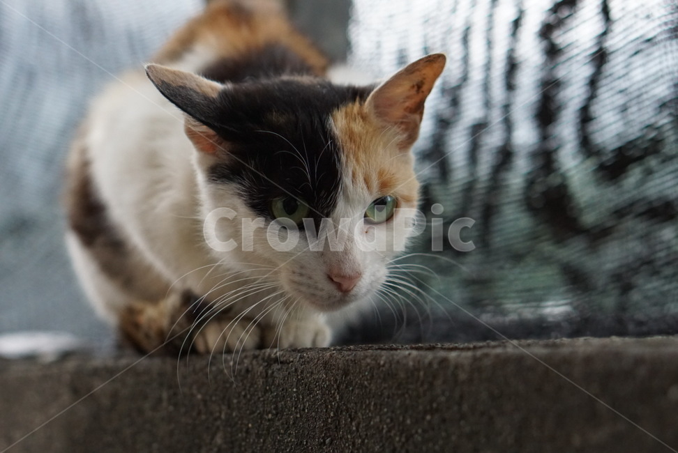 고양이,애완동물,동물,cat,animal,pet,cute,동물,animal,포유류,mammal,고양이,cat,kitten,kitty