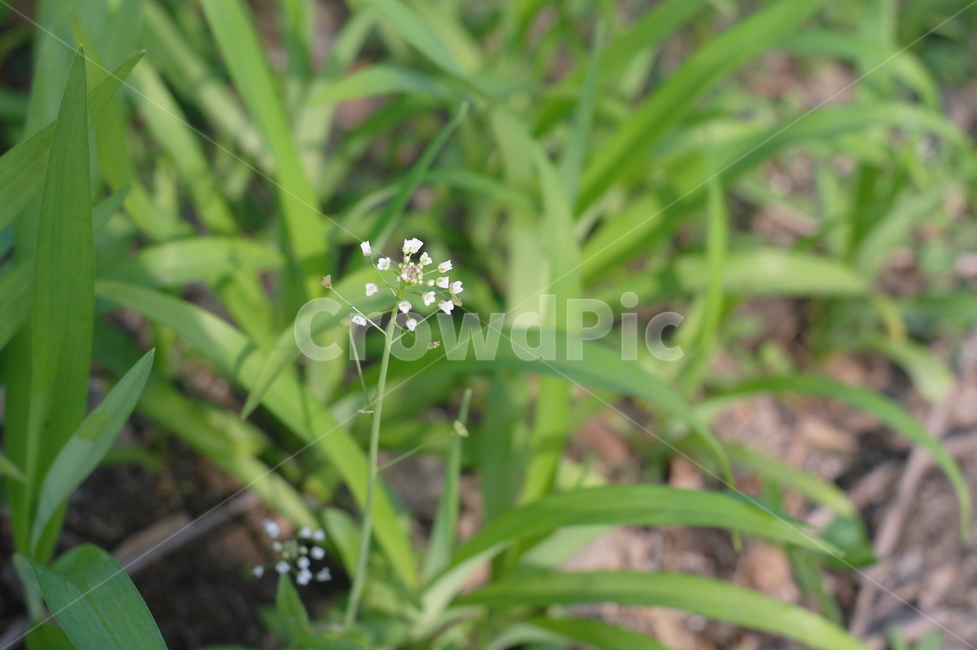 꽃,flower,plant,식물,잡초