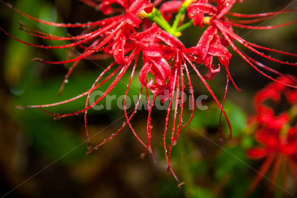 상사화,꽃무릇,자연,plant,식물,pollen,화분,화단,붉은색,식물,자연,plants,nature,꽃,flower