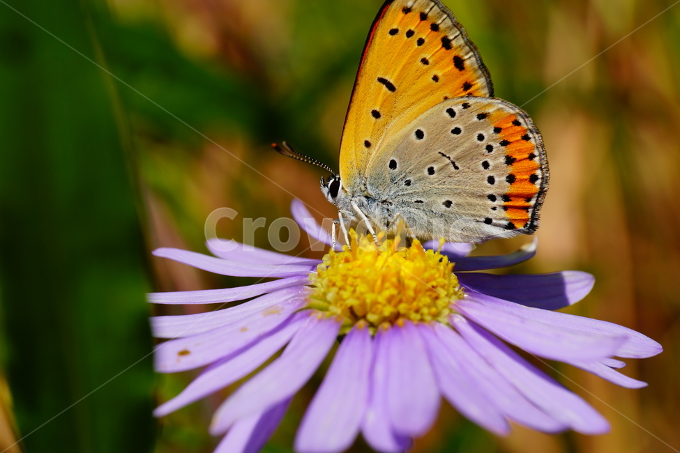벌개미취,쑥부쟁이,나비,부전나비,곤충,벌레,꽃,플라워,자연,식물,butterfly,insect,flower,nature,bug,접사,클로즈업,closeup,macro,매크로,마크로,9월,가을,september,autumn,fall,꽃사진,가을꽃,가을,계절,fall,autumn,season,식물,자연,plants,nature,꽃,flower,동물,animal,곤충,벌레,insect,bug