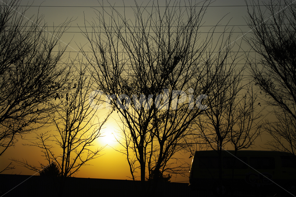 하늘,노을,나무,그림자,sunset,식물,자연,plants,nature,나무,trees,wood,실루엣,그림자,silhouette,shadow