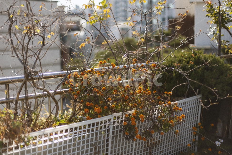 감성,꽃,식물,자연,nature,가을,계절,analog,명절,추석,flower,plant,sensible,feeling,gardening,플라워,안개꽃,오렌지색,orange,필름,아날로그,grain,film,filmcamera
