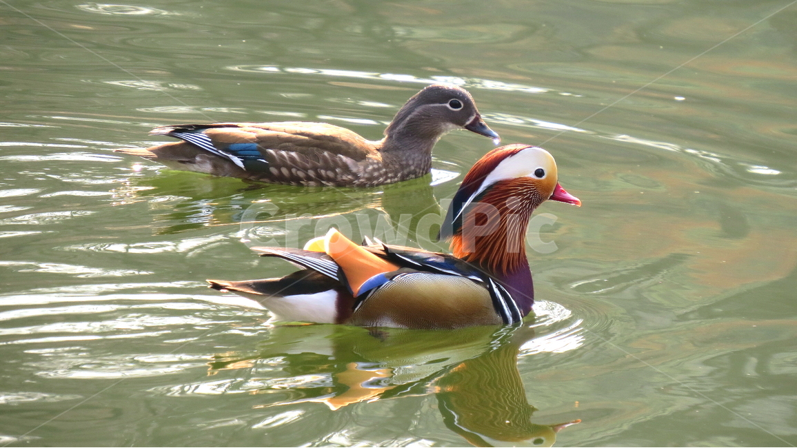 동물,조류,새,호수,풍경,동물,animal,조류,새,birds