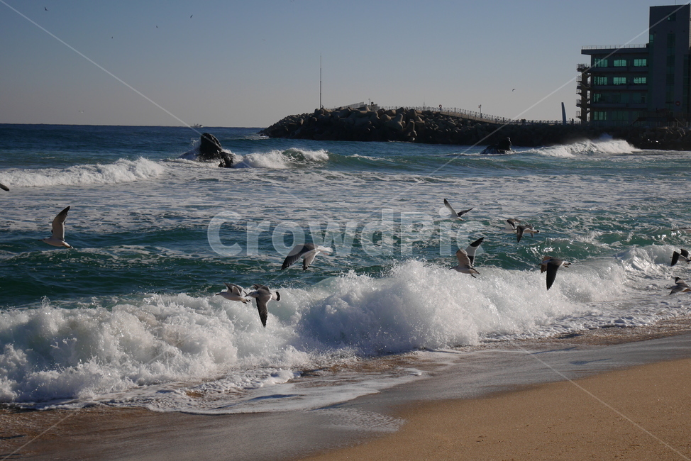 겨울바다,겨울,해변,beach,갈매기,seagull,강릉,해변,바다,beach,sea,동물,animal,조류,새,birds
