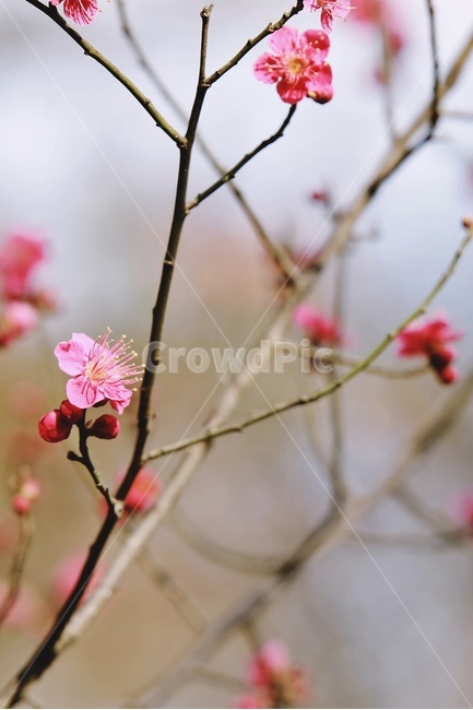 홍매화,매화,꽃,apricotflower,pinkflower,봄,계절,spring,season,식물,자연,plants,nature,꽃,flower,plant,blossom