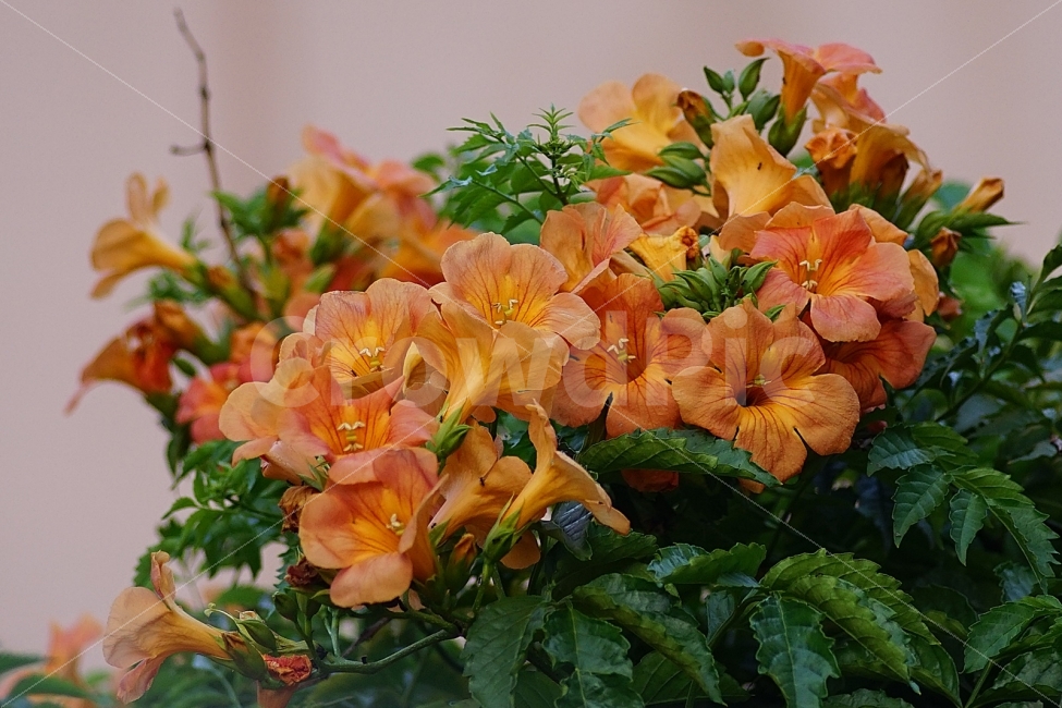 꽃,능소화,자연,마을,화초,식물,자연,plants,nature,꽃,flower