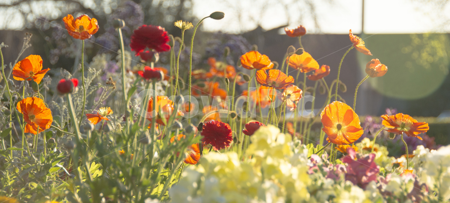 꽃,식물,석양,코스모스,노을,식물,자연,plants,nature,꽃,flower