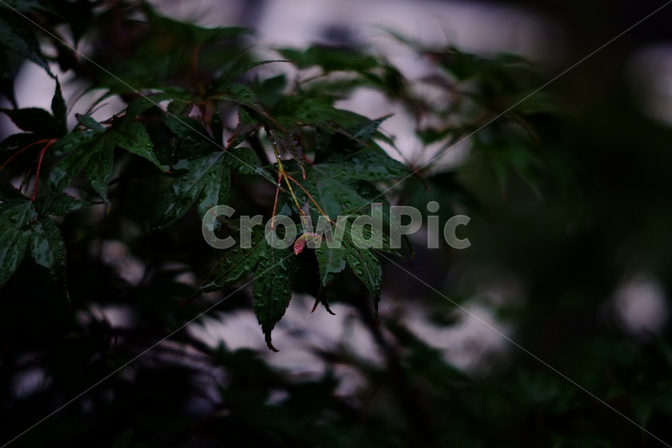 비온후,나무,나뭇잎,단풍나무,여름저녁,식물,자연,plants,nature,나무,trees,wood
