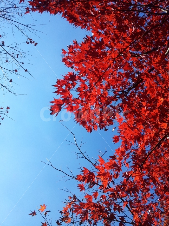 단풍,하늘,낙엽,가을,붉은단풍,가을,계절,fall,autumn,season,식물,자연,plants,nature,leaf,잎,plant,tree,나무,maple