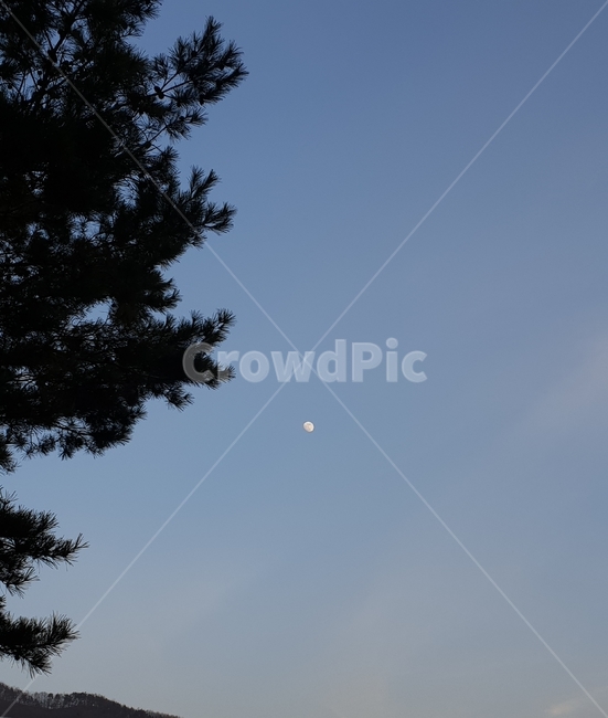 식물,나무,달,초저녁,그믐달,하늘,plant,tree,moon,sky,evening