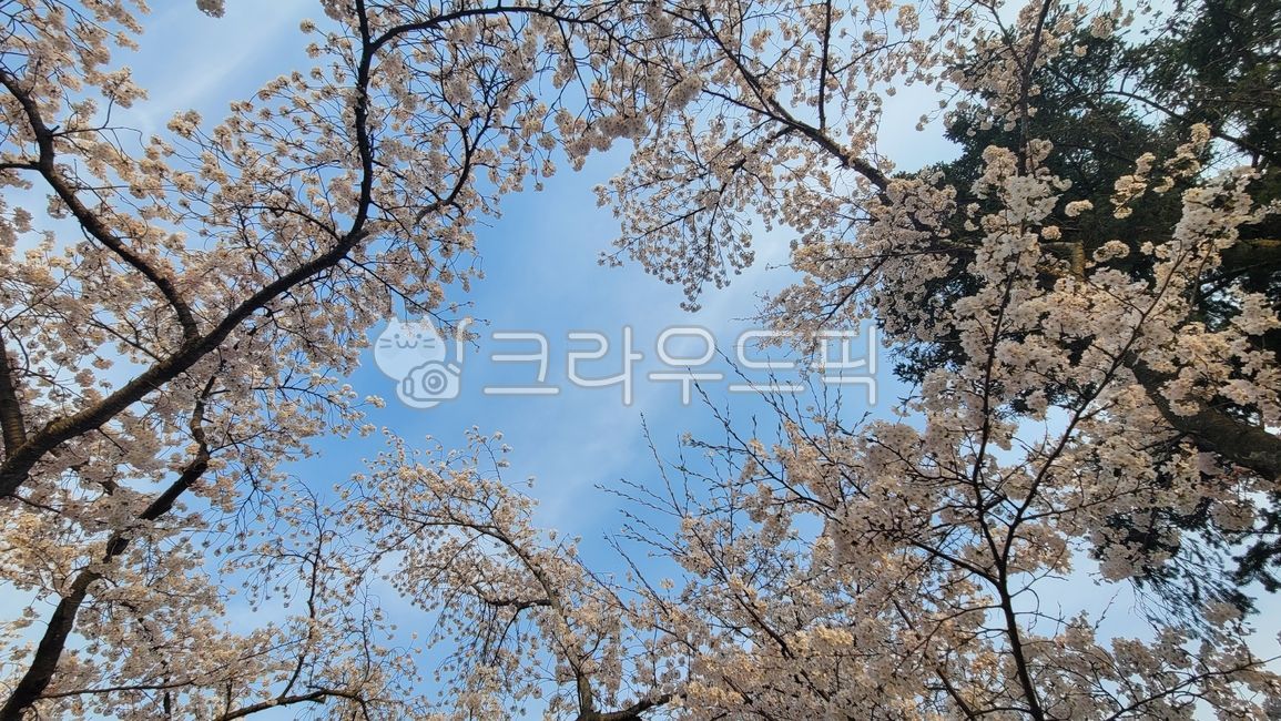spring flowers,spring,Cherry Blossom,Cherry Blossom Ending,cherryblossom,spring sky,flower