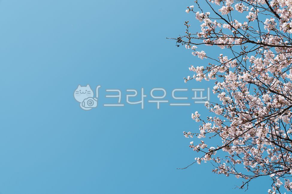 spring,sky,cherry blossom tree,Cherry Blossom,nature,background,cherryblossom,flower