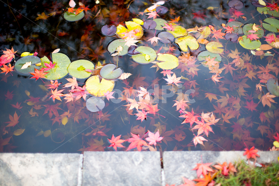 가을,가을색,알록달록,단풍,연못,노란색,붉은색,autumn,red,yellow,plant,식물,leaf,잎