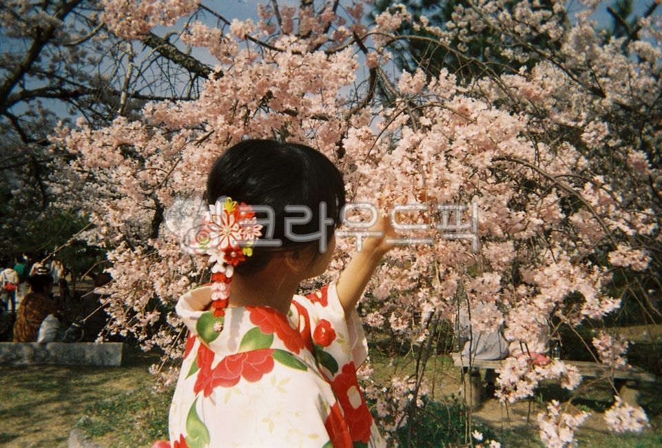 벚꽃,일본,기모노,필름사진,꽃,꽃나무,cherryblossom,japan,kimono,filmphotograph,사람,person,flower