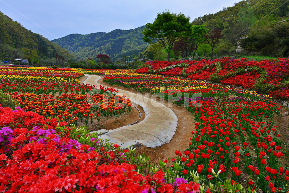 무등산,동적골,튤립축제,철쭉,패턴,봄,계절,plant,식물,flower,blossom,꽃,tulip,튤립