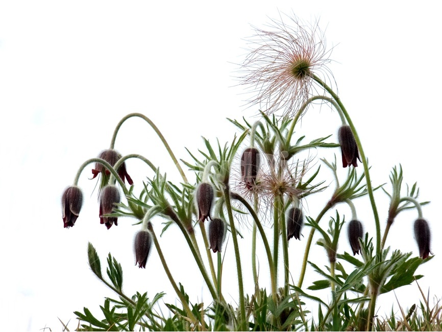 할미꽃,동강할미꽃,봄꽃,꽃할미,봄,식물,자연,plants,nature,꽃,flower