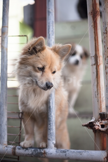 강아지,개,애완견,반려견,멍멍이,감성,동물,animal,포유류,mammal,개,강아지,dog,doggy