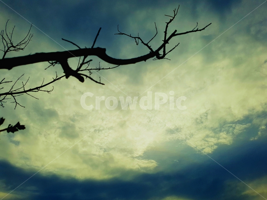 고요,일상,새벽,하늘,나무,나뭇가지,옥상,노을,색감,자연,풍경,평화,silence,Daily,dawn,sky,tree,bough,rooftop,sunset,color,nature,landscape,peace,view,식물,자연,plants,nature,나무,trees,wood,실루엣,그림자,silhouette,shadow