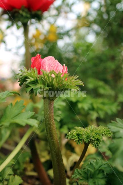 꽃,flowers,봄,식물,계절,정원,꽃밭,컬러풀,클로즈업,자연,꽃잎,가드닝,텃밭,아름다움,뷰티,백그라운드,배경,배경이미지,꽃봉오리,양귀비,식물,자연,plants,nature,꽃,flower