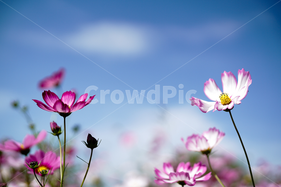 가을,코스모스,하늘,자연,꽃,autumn,cosmos,nature,sky,flower,가을,계절,fall,autumn,season,식물,자연,plants,nature,꽃,flower,plant