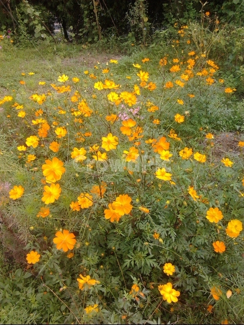 야생화,야외,노란꽃,나무,들꽃,식물,자연,plants,nature,꽃,flower