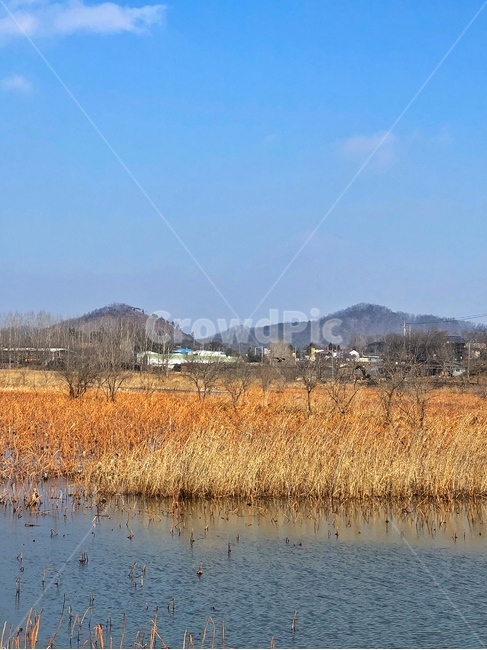 저수지,갈대,갈대숲,풍경,나무,식물,plant,nature,자연,outdoors,옥외