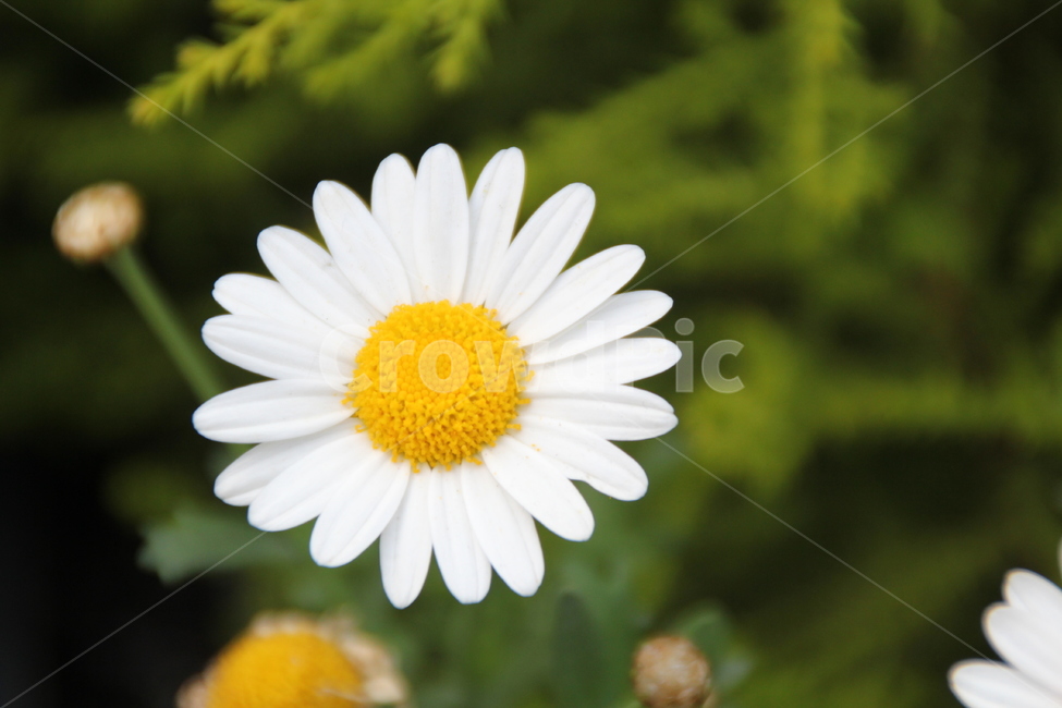 야생화,봄꽃,배경,배경화면,계란꽃,식물,자연,plants,nature,꽃,flower