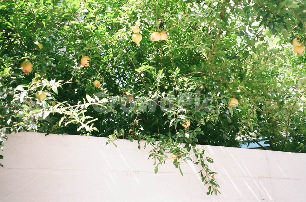 담벼락,나무,나뭇잎,열매,석류,식물,자연,plants,nature,과일,열매,fruit