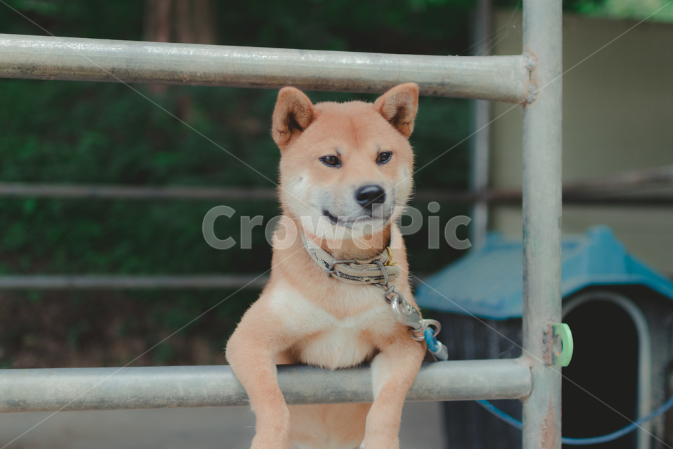 개,시바견,진돗개,강아지,댕댕이,감성사진,동물,동물,animal,포유류,mammal,개,강아지,dog,doggy