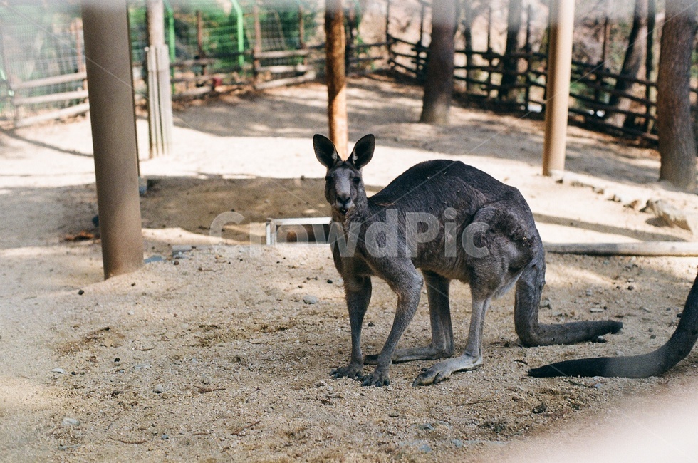 캥거루,동물,동물원,zoo,호주,animal,귀여운동물