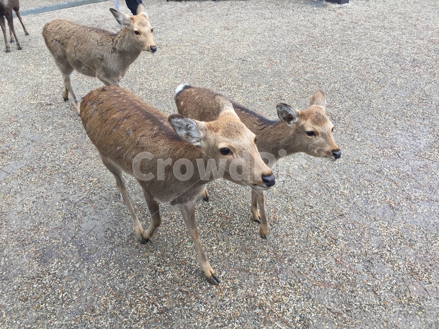 사슴,나라공원,공원,오사카,일본,초식동물,동물,자연,길,deer,narapark,park,osaka,japan,herbivore,animal,nature,way