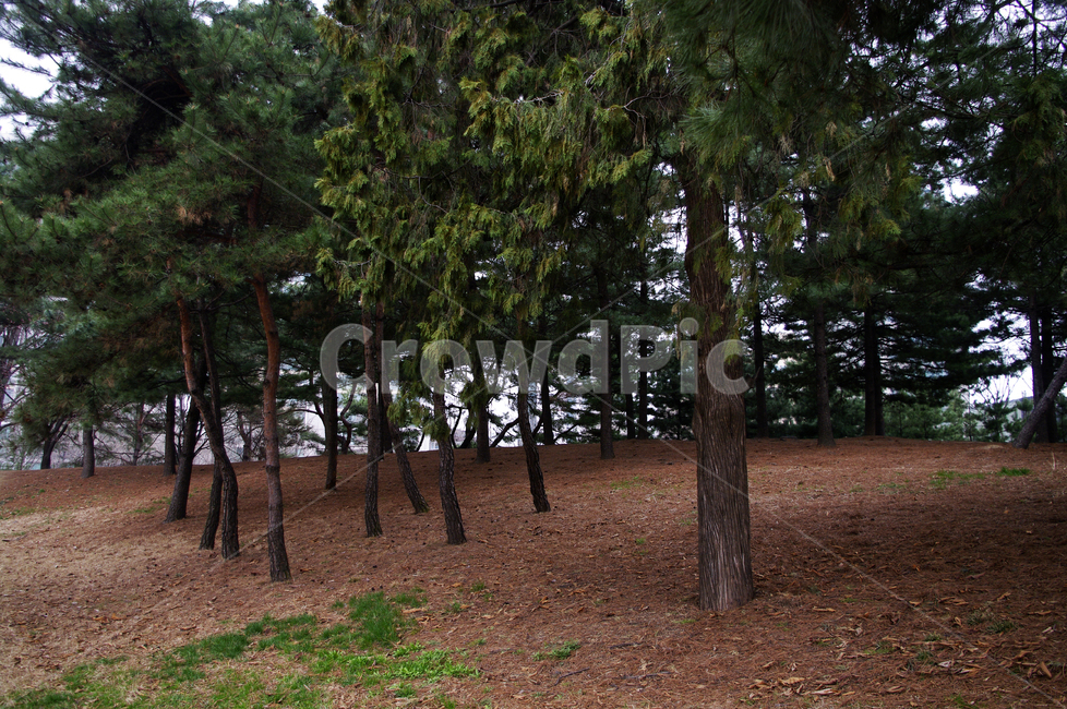 소나무,숲,나무,식물,plant,자연,nature,자연,풍경,nature,landscape,tree,tree trunk,나무 줄기,ground,바닥