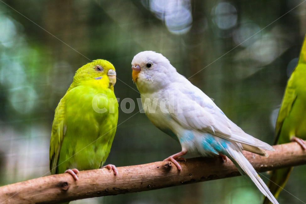 사랑앵무,앵무새,새,종물,야생,동물,animal,조류,새,birds