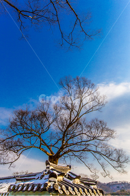 문화유산,고궁,고목,기와,전통,겨울,계절,winter,season,한국전통,한국문화,korean traditional,korean culture,식물,자연,plants,nature,나무,trees,wood,건축물,건물외관,exterior,building,structure,architecture,construction