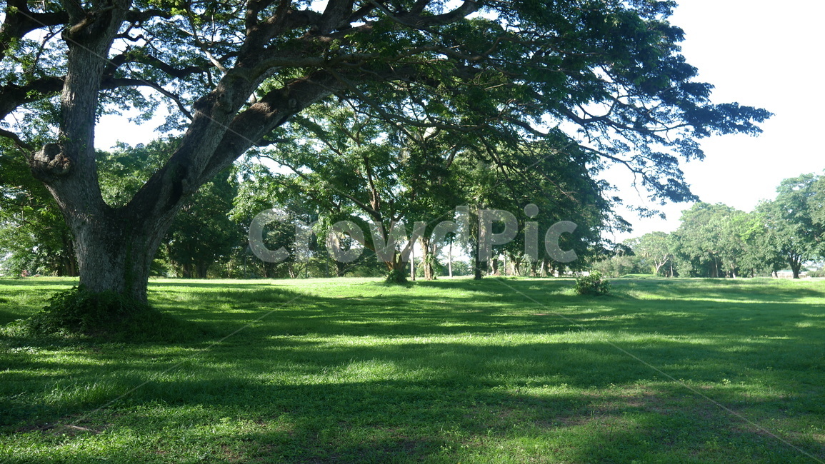 골프장,나무,자연,golf,trees,nature,landscape
