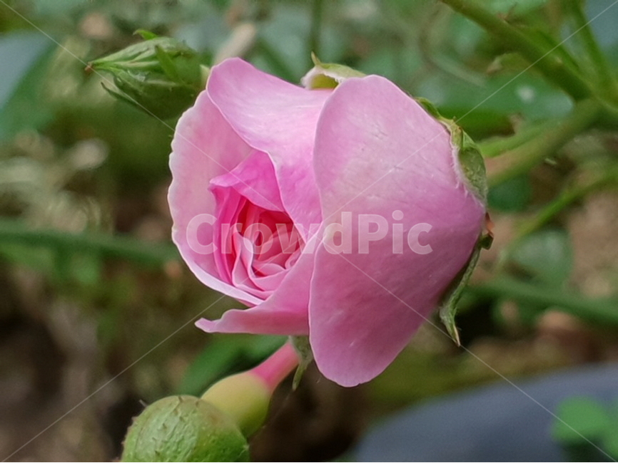 꽃,flower,nature,beautifulflowers,다년생,자연,핑크색,핑크장미꽃,pinkroses,roses,덩쿨,배경,배경이미지,배경화면,식물,자연,plants,nature,꽃,flower